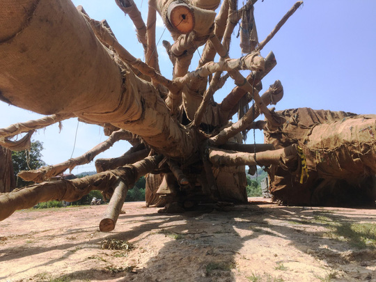 Chủ[-]doanh[-]nghiệp[-]bác[-]việc[-]chở[-]3[-]cây[-]"quái[-]thú"[-]cho[-]một[-]Thiếu[-]tướng?